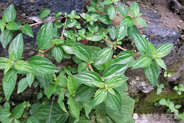 俗称"糯米草",过去用来喂猪,殊不知根似人参30元一斤_腾讯网