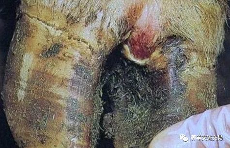 羊得了口蹄疫五号病怎么办教你几招