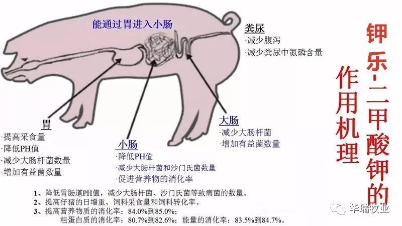 仔猪|季节交替最头疼的事儿来了，仔猪腹泻应对方法！