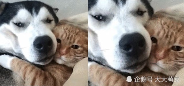 猫咪一言不合就 锁喉 看到二哈 生无可恋 的样子 让人发笑 腾讯网