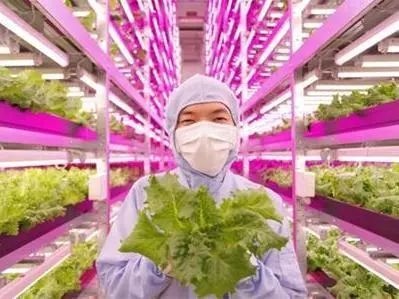 Led植物工厂 这里种菜不用农药 激素 更安全更健康