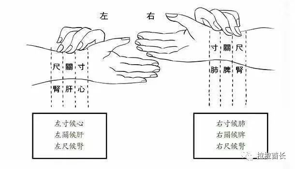 斜飞脉的位置图片图片