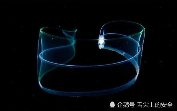 会隐身术的鱼全身透明,血液骨头都看不到,味