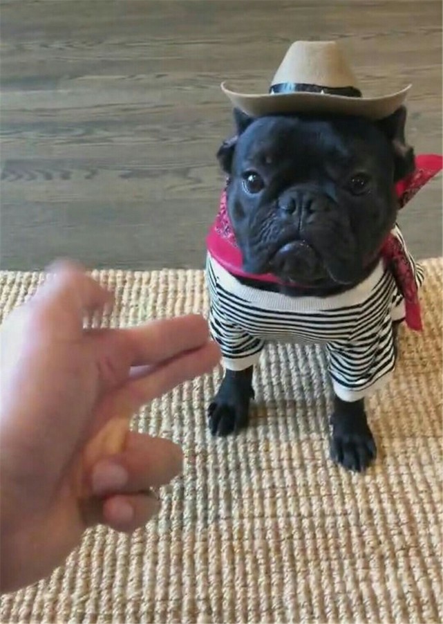 斗牛犬配合主人打手枪 表演天赋极佳网友 戏精