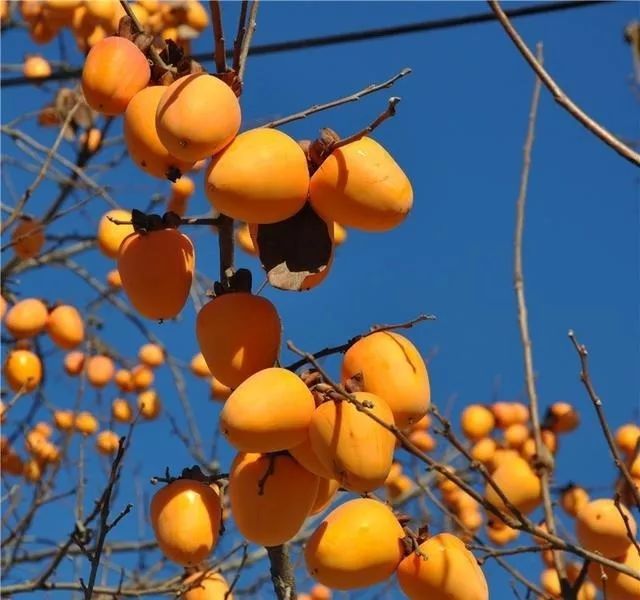 林木良种牛心柿树苗木嫁接技术 腾讯网