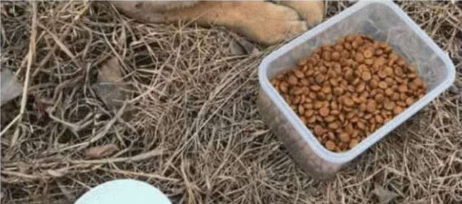 狗狗一瘸一拐走在路上,网友轻声呼唤了一声,转