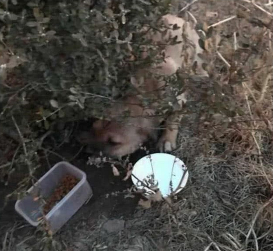 狗狗一瘸一拐走在路上,网友轻声呼唤了一声,转