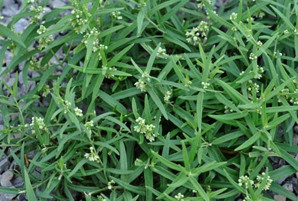 农村生长的这种多年草本植物 旱地生长旺盛 却有通乳的功效 通乳 果实 瘊子