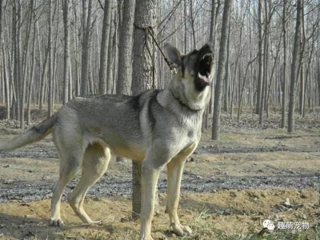 曾是日本狼青犬的克星 中国板凳狗 封喉本领独领风骚 如今难寻