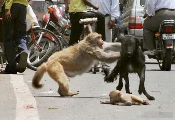 小猴子被大黑狗欺负,猴妈妈保护孩子的样子让