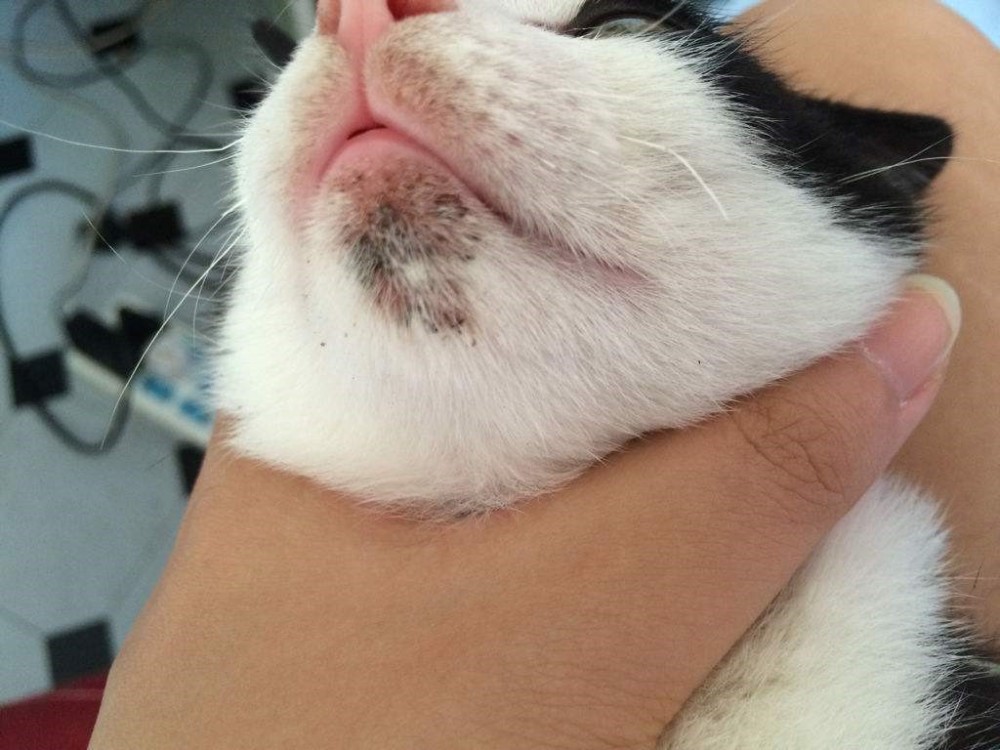 王牌铲屎官丨猫咪易患皮肤病 可能还会传染人 对症下药最重要