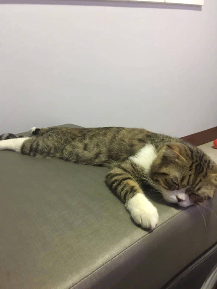 冬天太冷,猫咪趴在地上吹着暖风,百无聊赖,猫:请不要打扰我