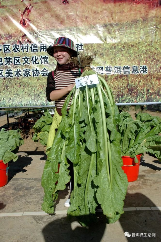 普洱美术家协会