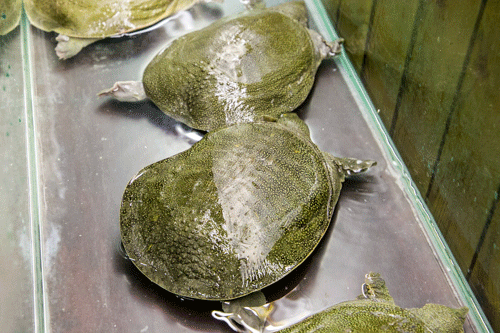 甲鱼|孙大圣|酱料|大圣甲