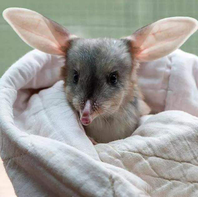 既像兔子又像袋鼠可爱的兔耳袋狸你认识吗