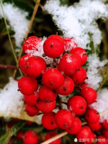 雪中红果诱人 最美丽南天竹 却有毒