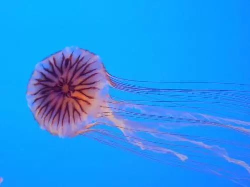 黑星海刺水母