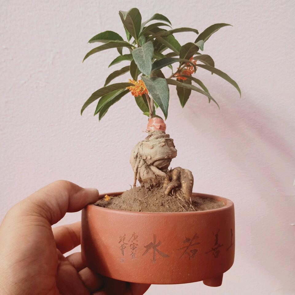 桂花养成 盆景 真好看 关键 价值 也翻倍 开花更密 更香 腾讯新闻