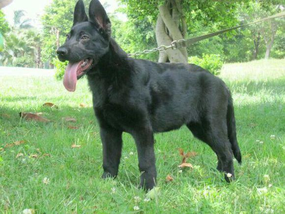 现抄录老北京的獾狗谱,老北京玩狗主要是为了猎獾,所以将可用于猎獾的