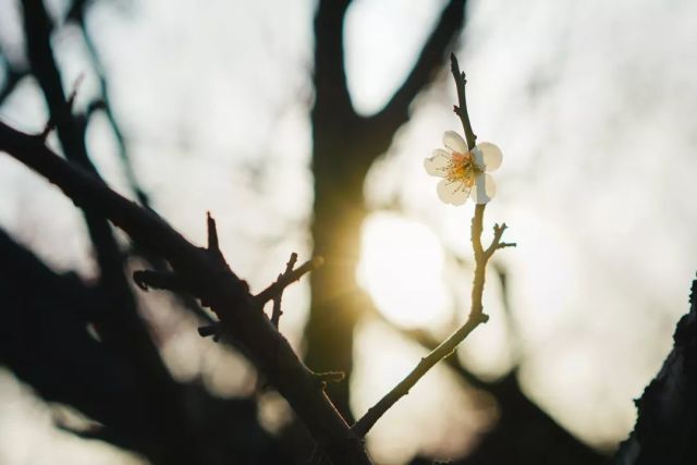 雪满山中高士卧,月明林下美人来