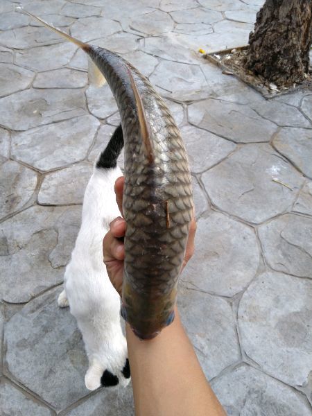 鯽魚和鯿魚能雜交?這些到底是什麼魚?