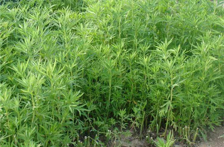长水中的"艾草",南方一斤4元当菜吃,北方常拿它喂牛羊