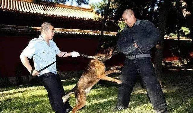 除了猫,故宫里还有一群在编狗狗,默默守护30