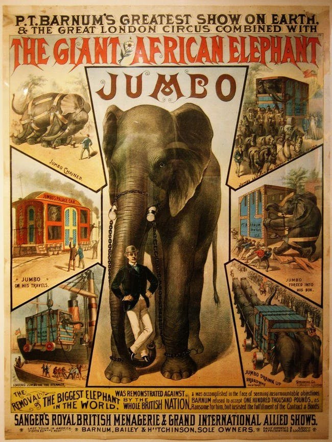 动物名人堂丨它是迪尼斯小飞象的原型,马戏团