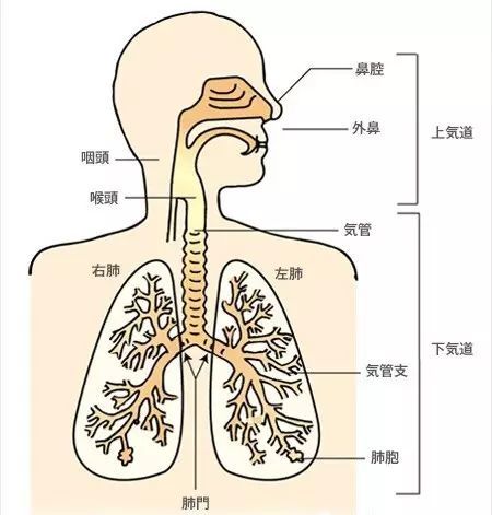 小课堂 歌唱发声技巧器官图 腾讯网