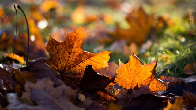 1月下旬,桃花火紅惹人愛,4星座將與真愛長相廝守,共浴愛河