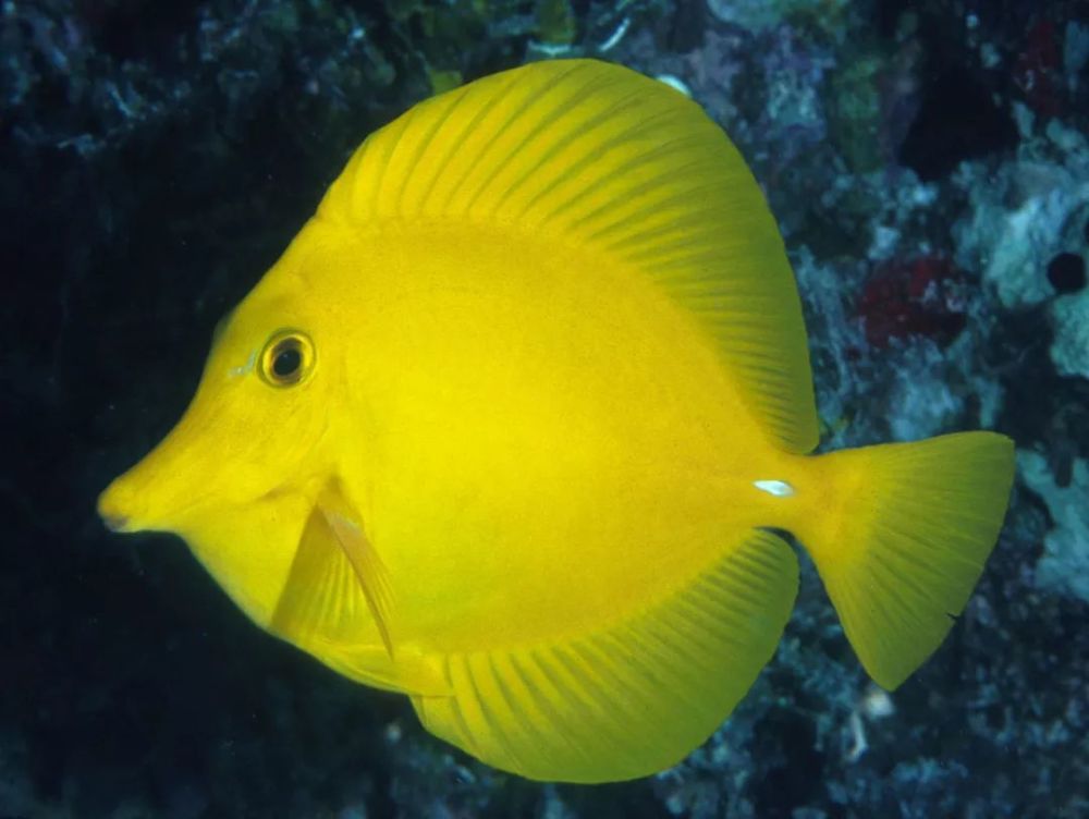 海水小百科黄金吊