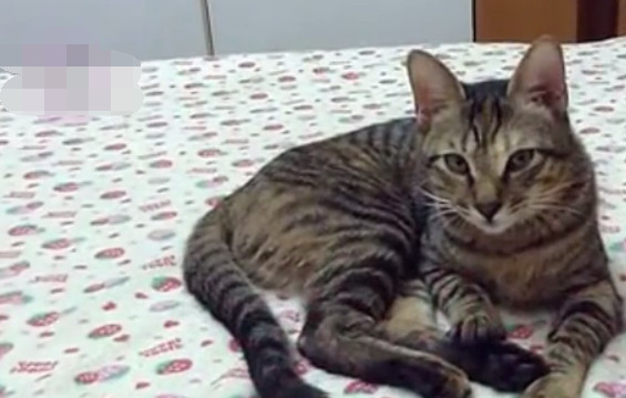 哈士奇睡觉摔下了床,脸都撞肿了,主人:傻狗,睡个