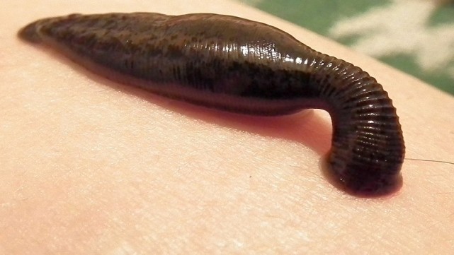 吸血虫是半翅目异翅亚目猎蝽科,因头狭长似锥而得名.