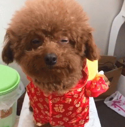 萌宠来跨年:泰迪穿新衣服满脸嫌弃,侧面一看瞬间笑喷,发财了!