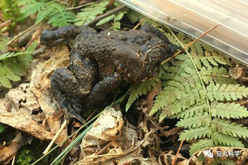 2018最奇葩科学事件:女子眼中长蠕虫,男子喉咙