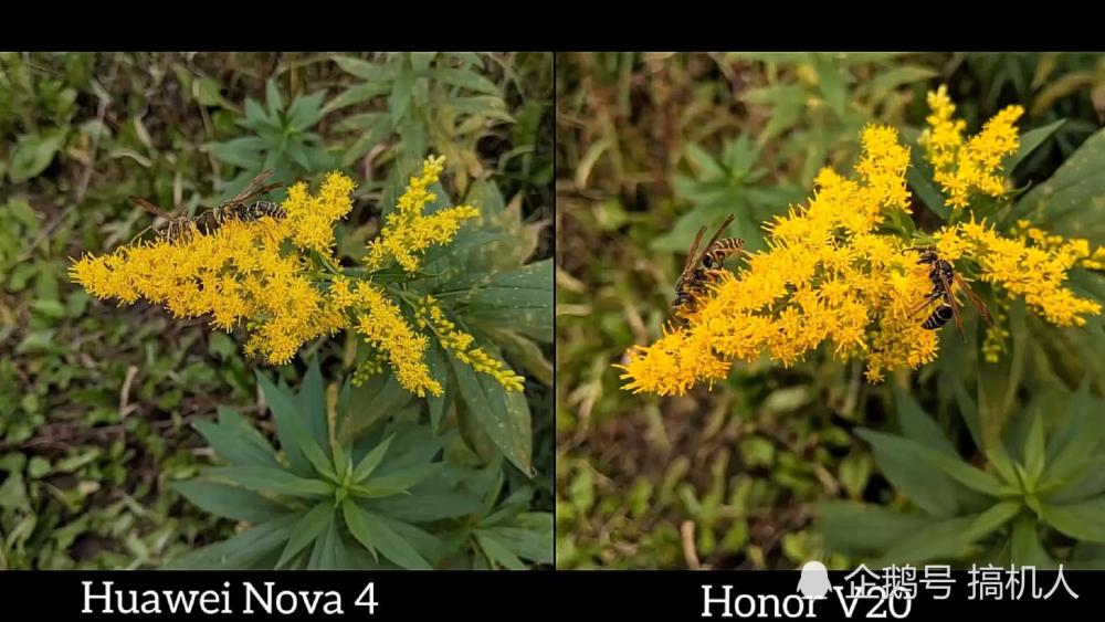 荣耀V20单挑华为Nova4:镜头相差1颗 拍照差距