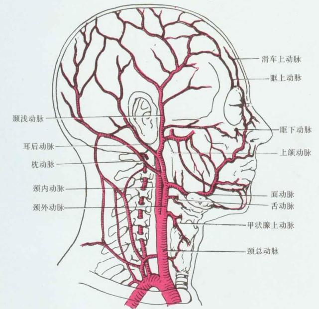 颈动脉断了应该如何自救 还有活着的希望吗 原来电影里都是胡说 心脏 动脉 血管