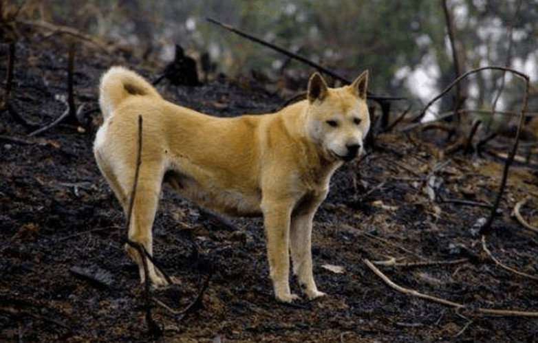 为什么农村土狗临死前要离开家