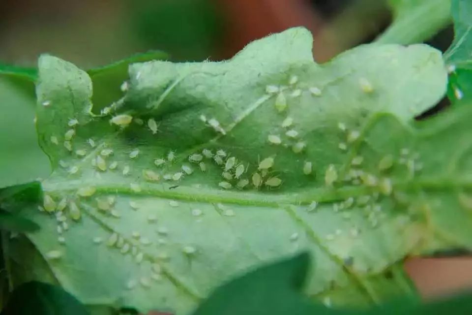 这7种植物虫害没处理好 想要养好盆栽花卉就难了