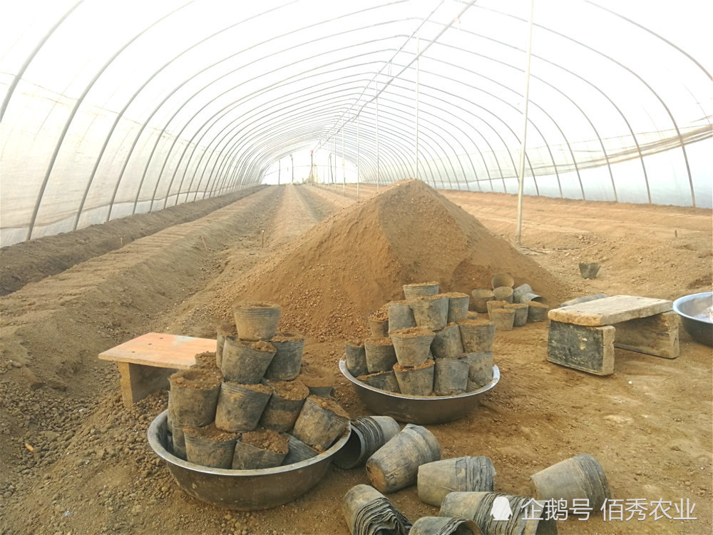 90后农村小伙立志扎根农业,用年轻人的思维种