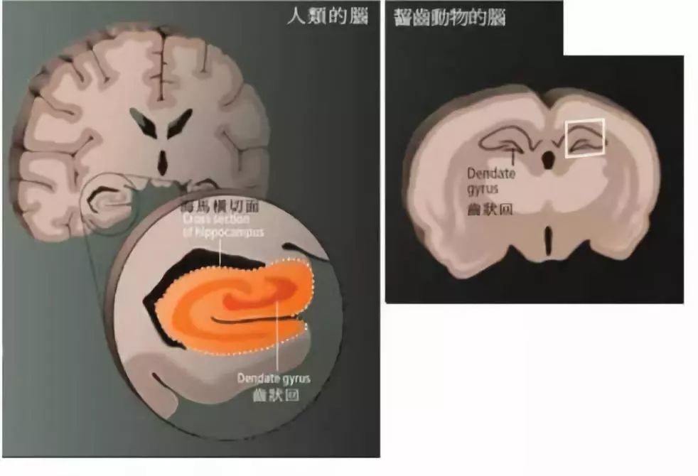 海馬迴的神經細胞再生,大腦的神經連接不停在改變.