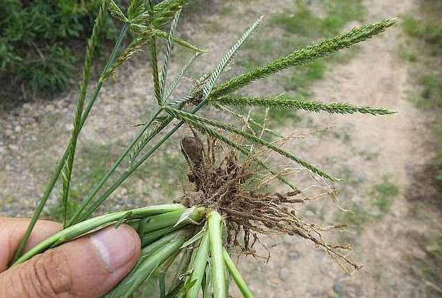 路边长着的大片讨厌 野草 能做饲料 还是治 风湿 的好药