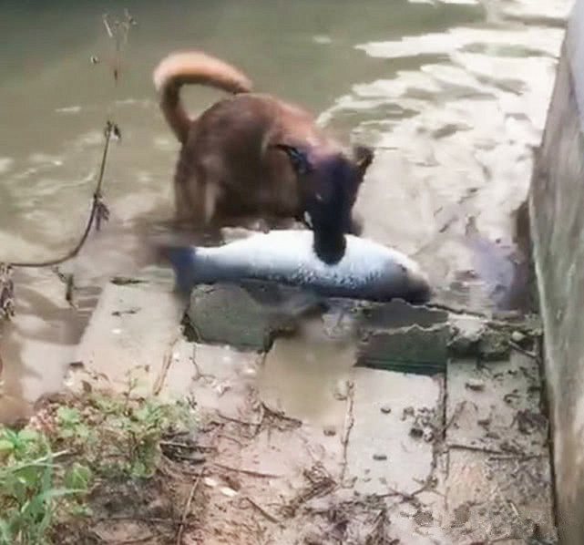 男子家建池塘养鱼,不料近日却频繁失踪,结局让