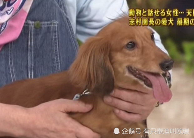 企鹅号