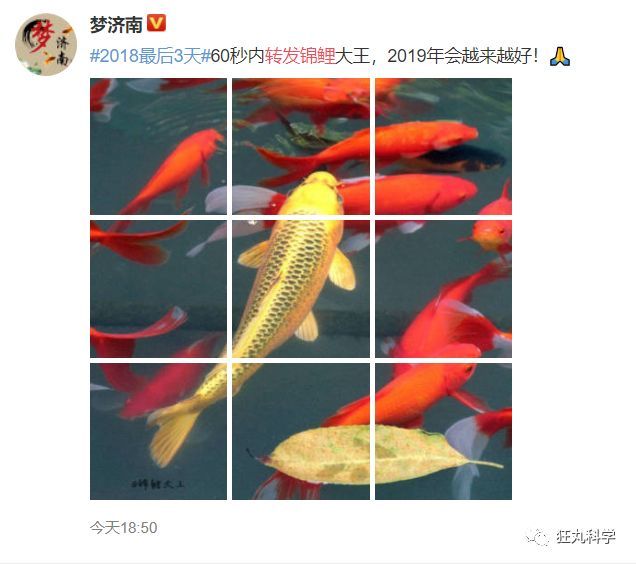 锦鲤是如何从中国美食变成表情包的