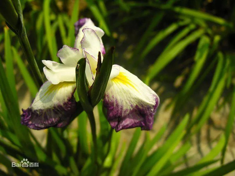 科普本草之藏菖蒲图文