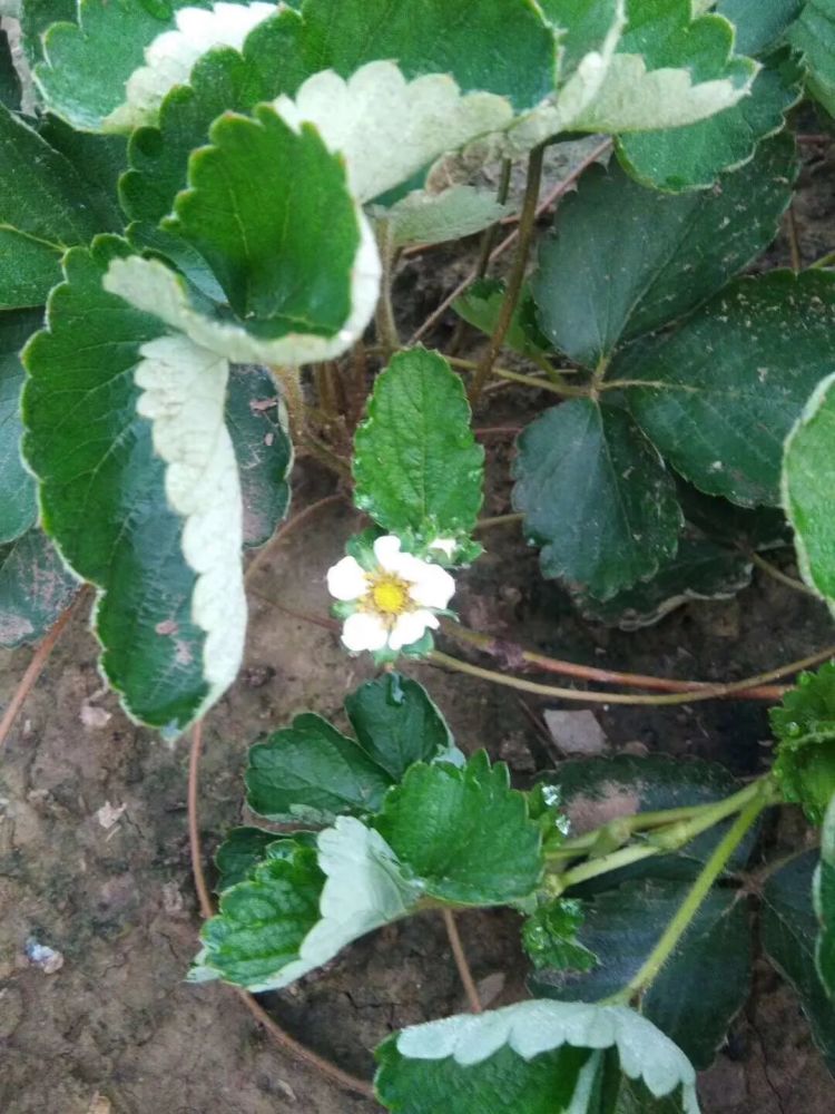 草莓二茬果出现断茬怎么办 二茬果坐不住住或者果小怎么办