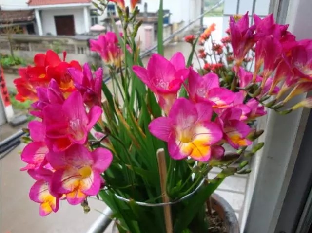 2种促进植物开花的 万能肥 花期前 浇水加一勺 蹭蹭冒花苞