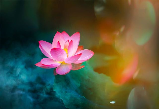 唯美佛乐:莲花印心