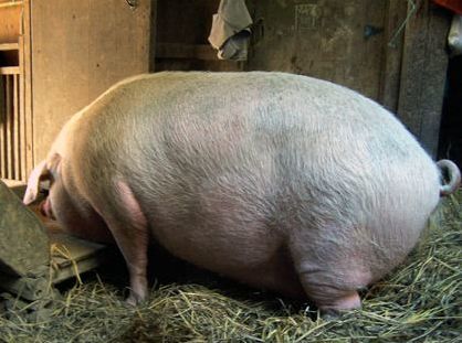 2000多斤猪王避开4次屠刀后,被送入寺庙,最后皈依佛门!